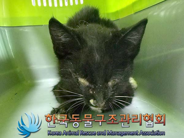 한국 고양이 이미지 파일 입니다.