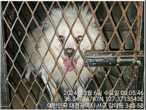 스피츠 이미지 파일 입니다.