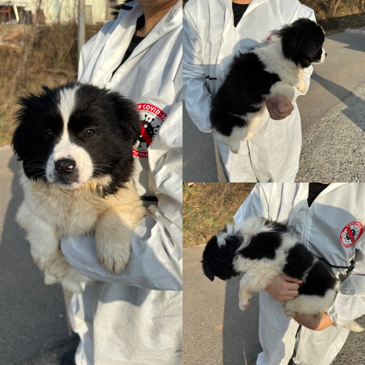 믹스견 이미지 파일 입니다.