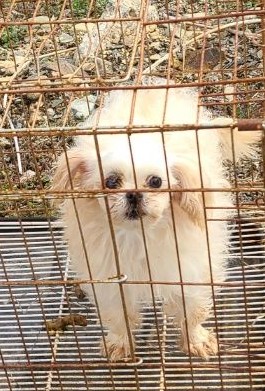 말티즈 이미지 파일 입니다.