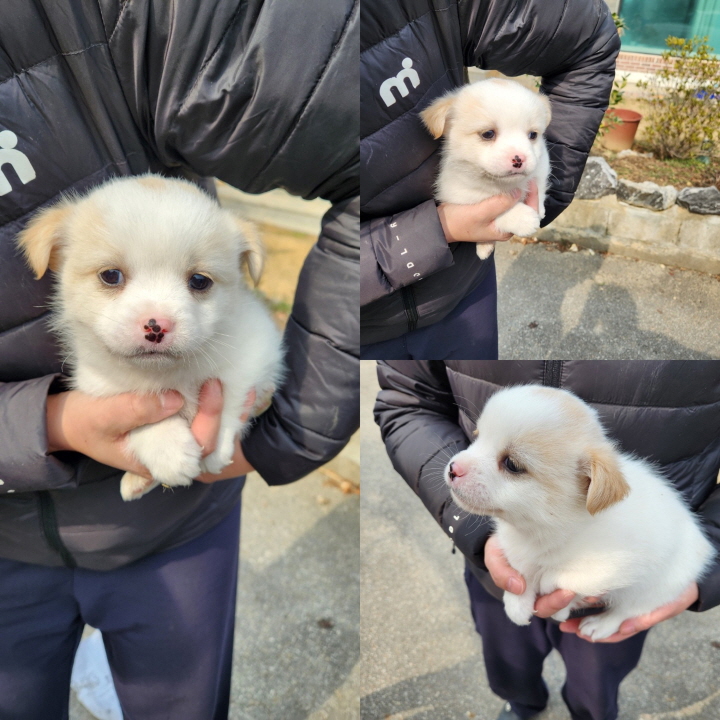 믹스견 이미지 파일 입니다.