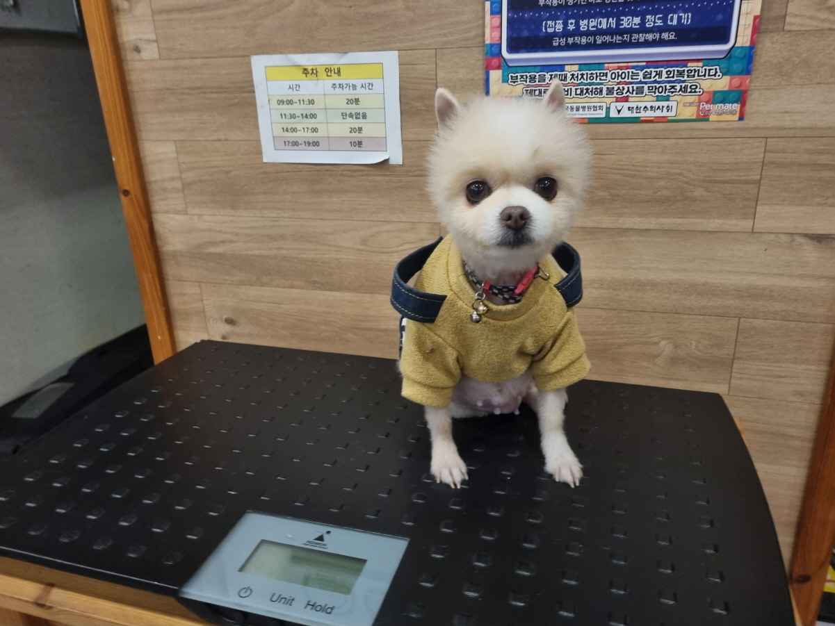 포메라니안 이미지 파일 입니다.