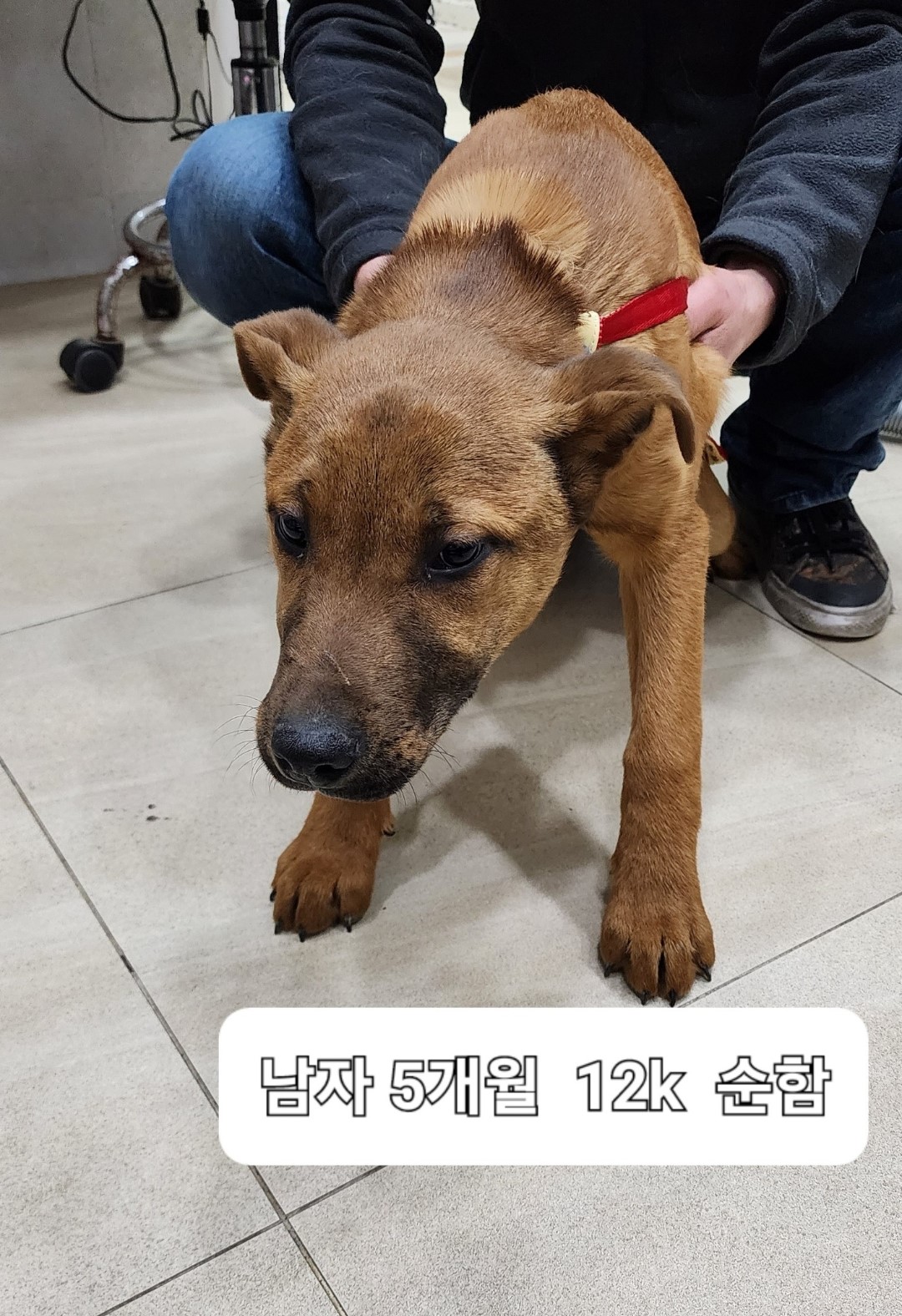 믹스견 이미지 파일 입니다.