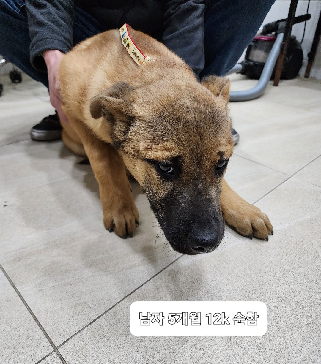 믹스견 이미지 파일 입니다.
