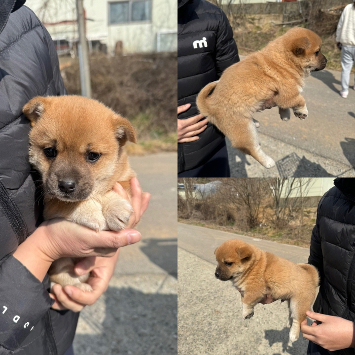믹스견 이미지 파일 입니다.