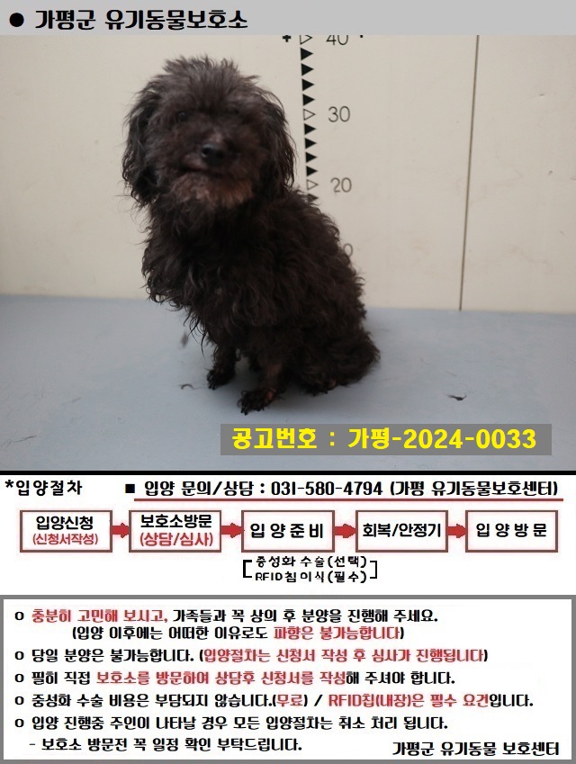 푸들 이미지 파일 입니다.