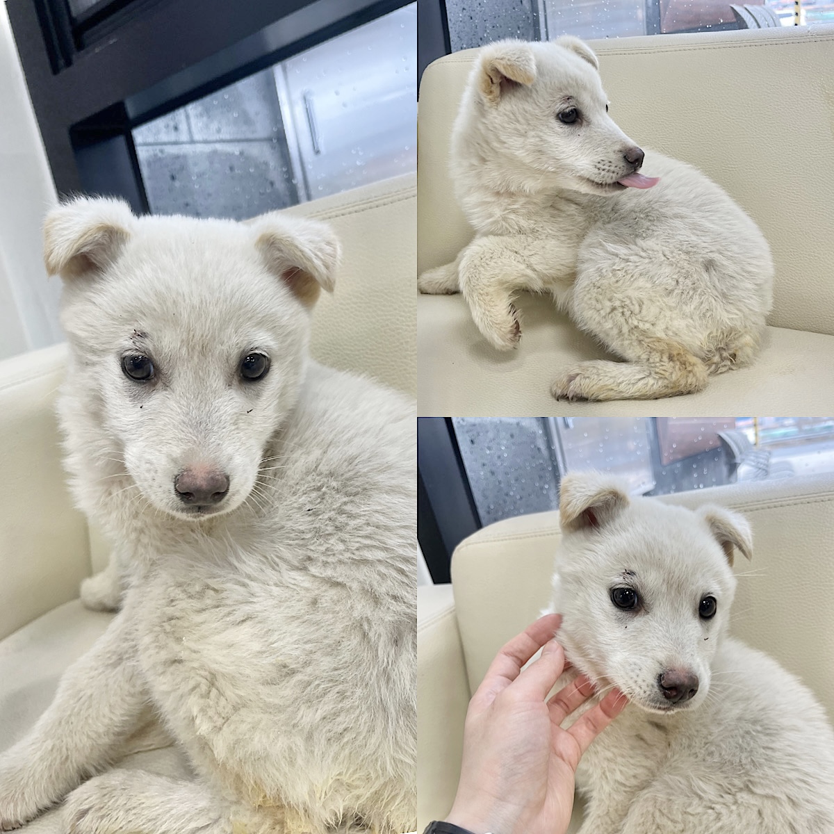 믹스견 이미지 파일 입니다.