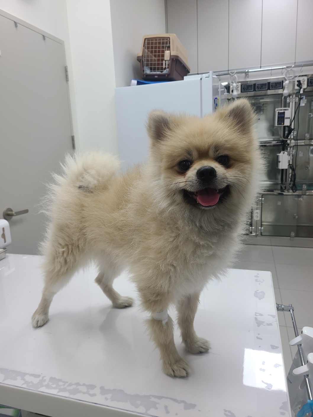포메라니안 이미지 파일 입니다.