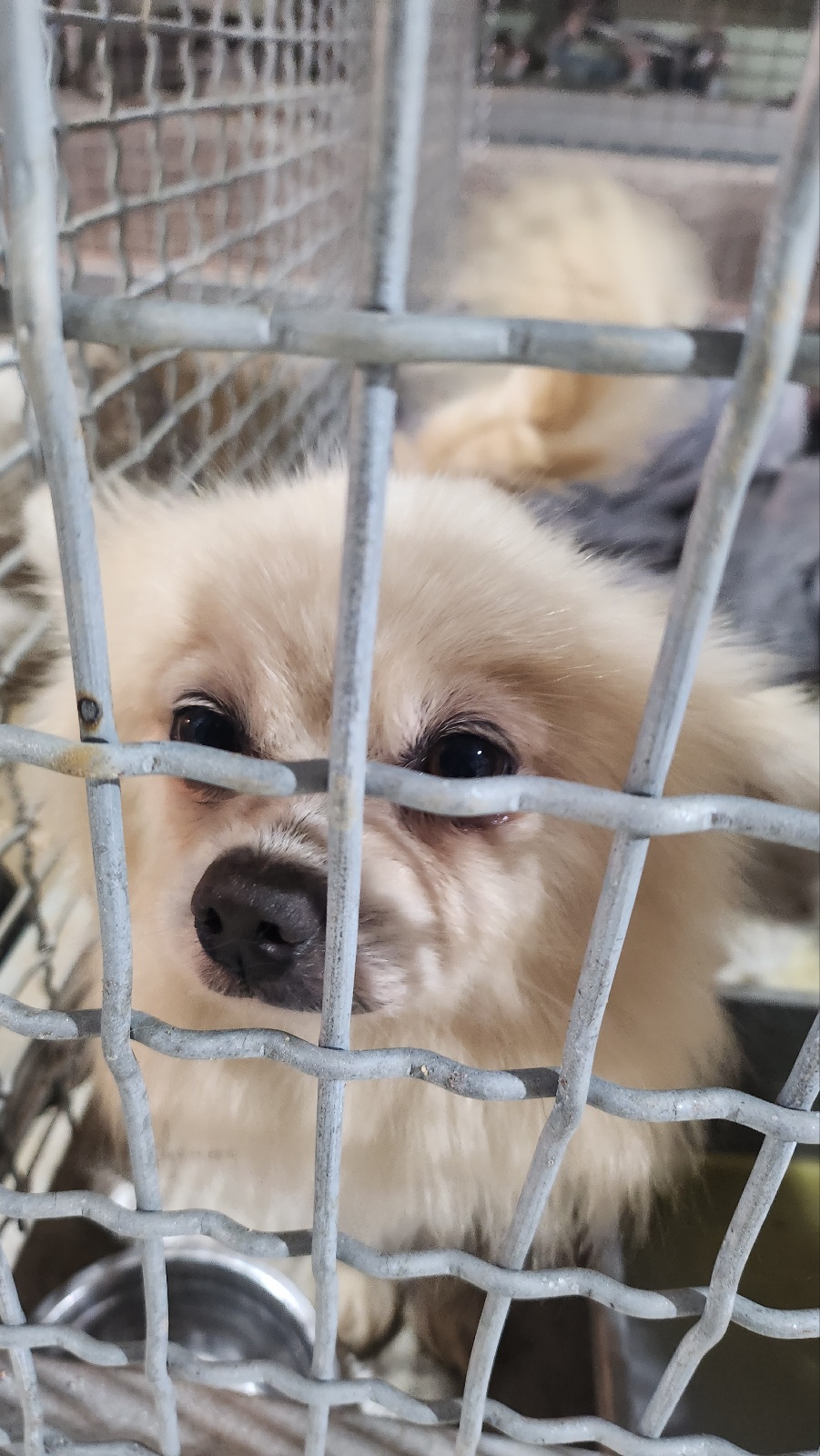 포메라니안 이미지 파일 입니다.