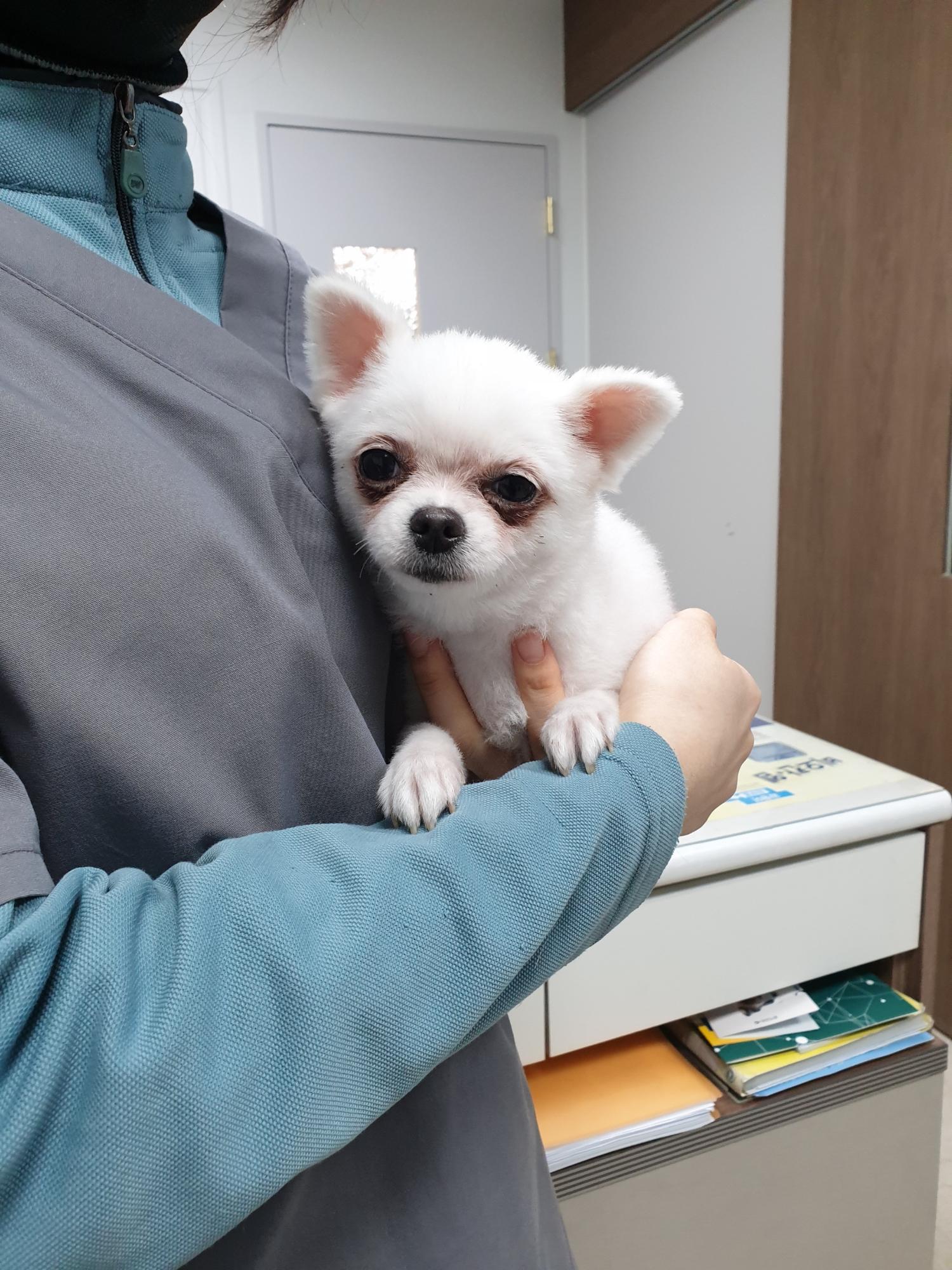 포메라니안 이미지 파일 입니다.