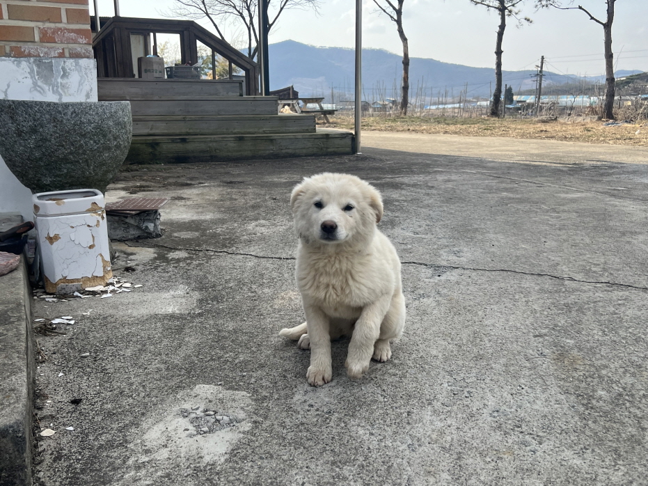 믹스견 이미지 파일 입니다.