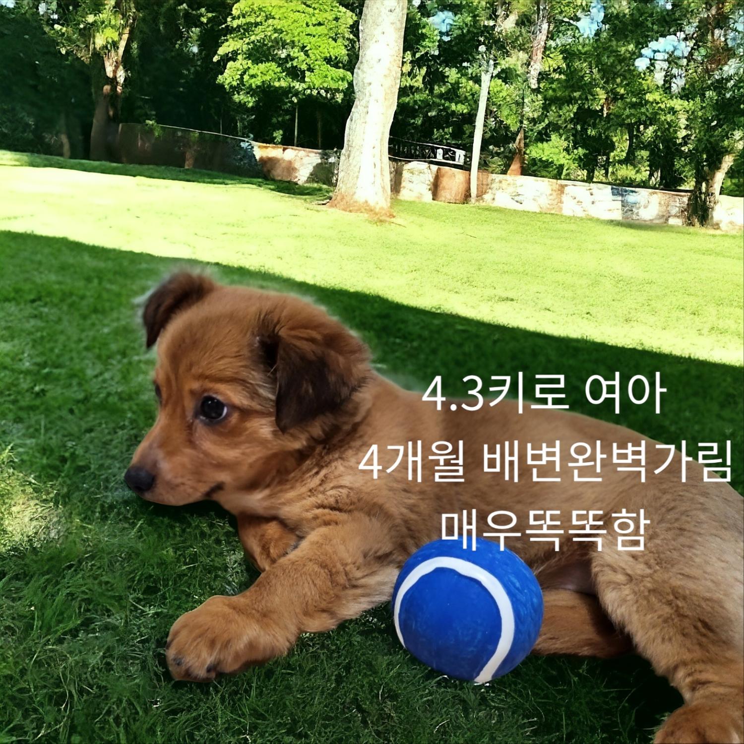 닥스훈트믹스견 이미지 파일 입니다.