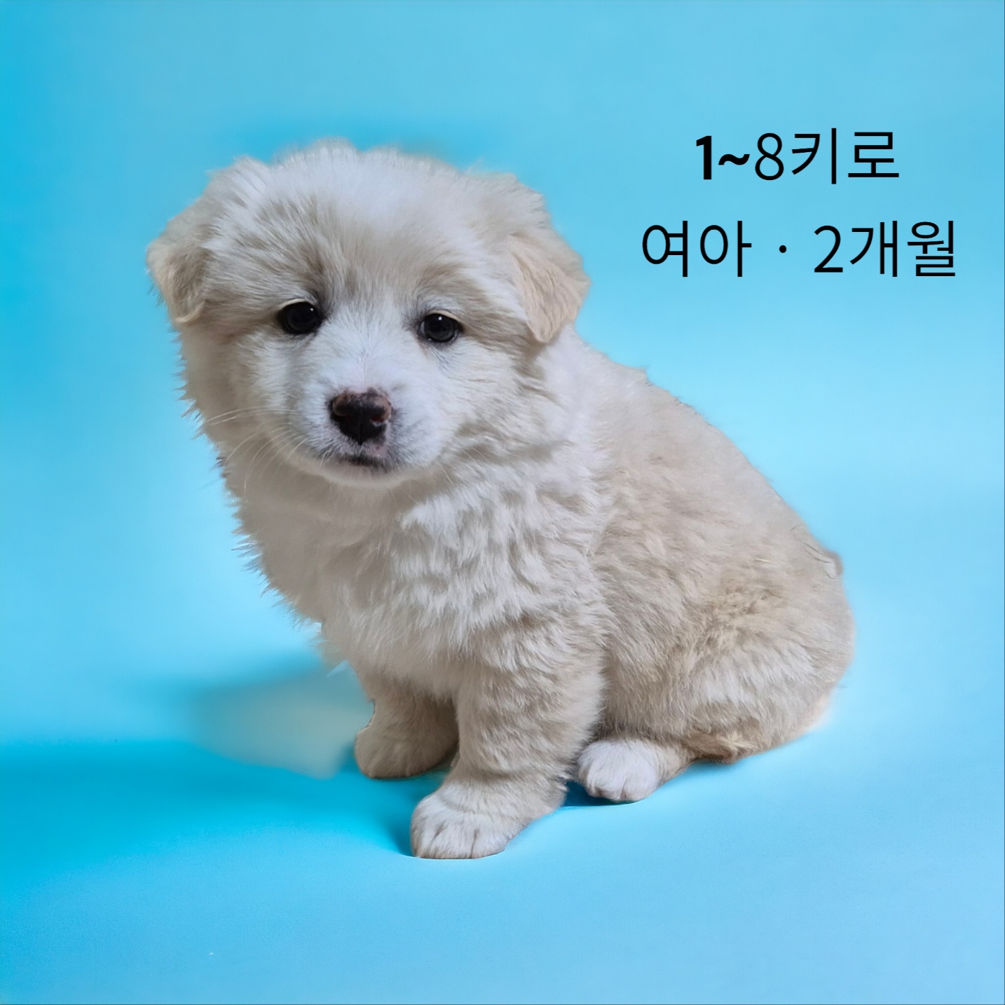 믹스견 이미지 파일 입니다.