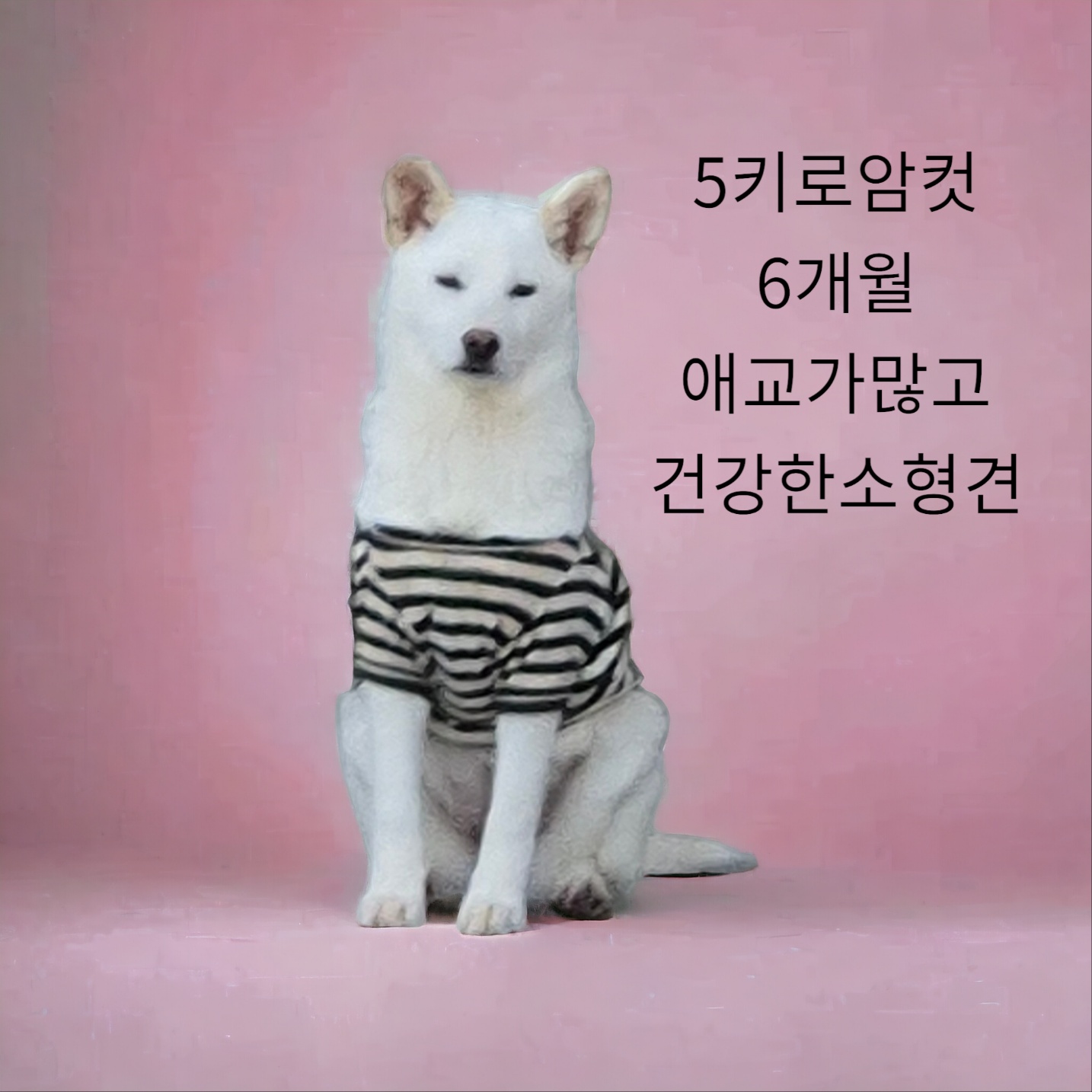소형진돗개 이미지 파일 입니다.
