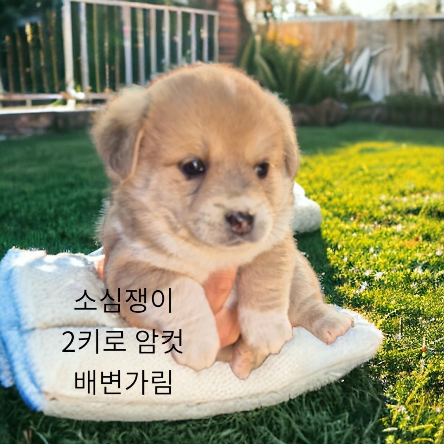 믹스견 이미지 파일 입니다.