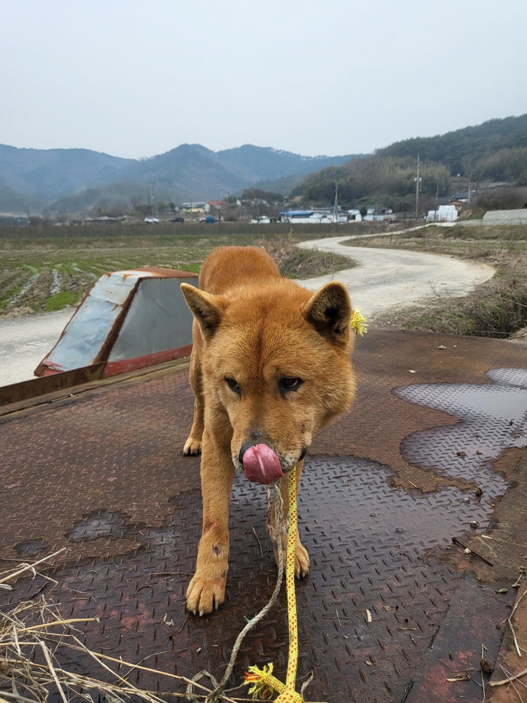 진도견 이미지 파일 입니다.