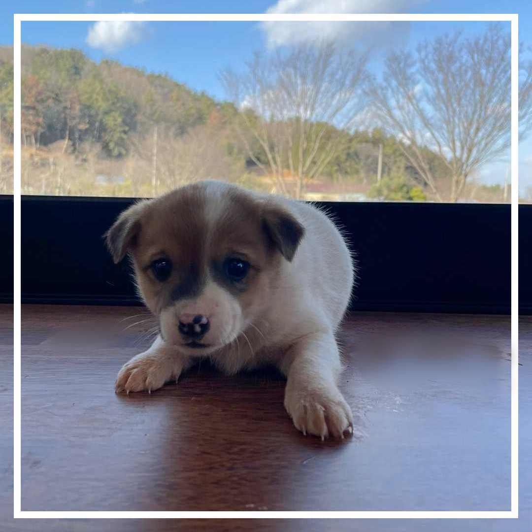 믹스견 이미지 파일 입니다.