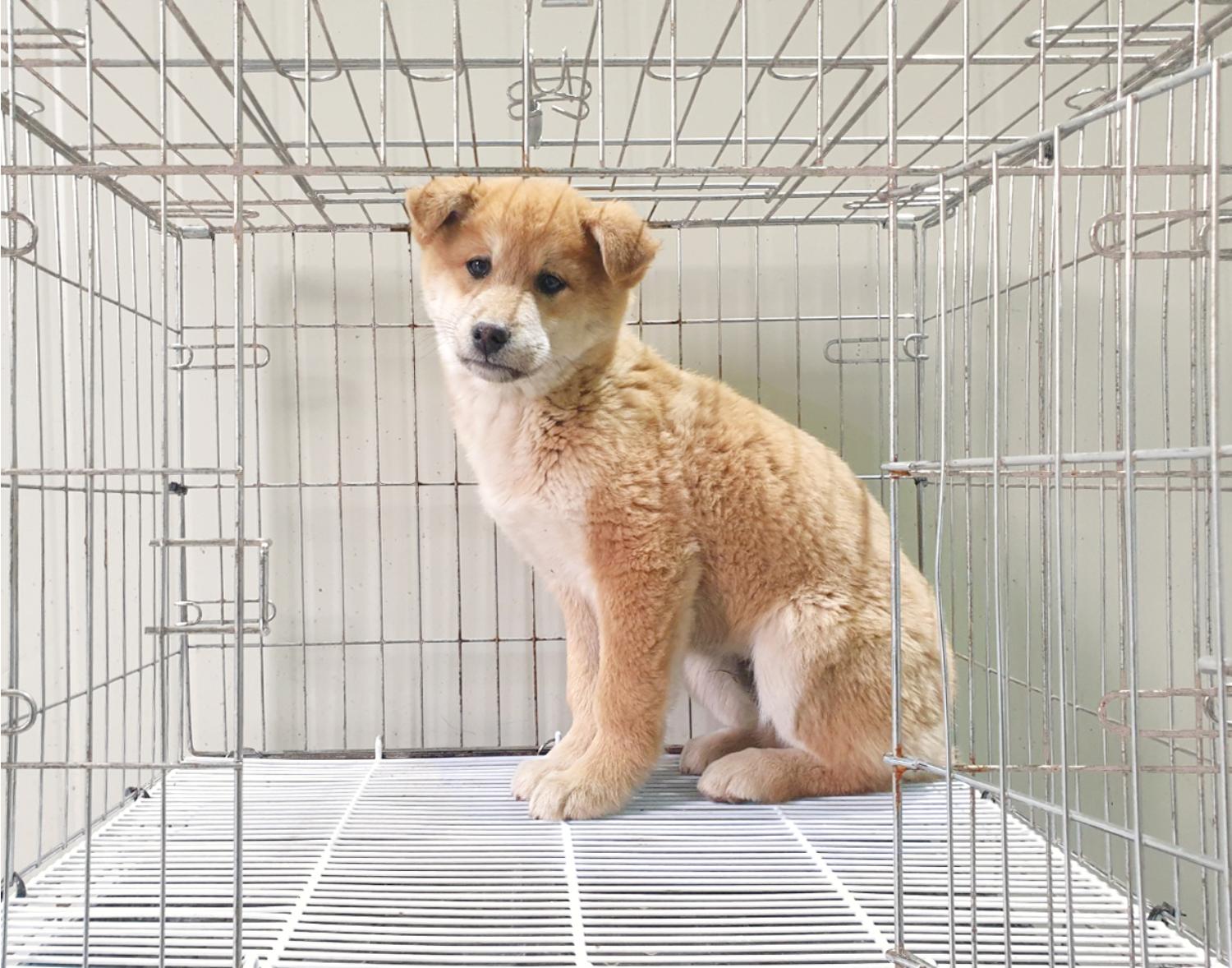 진도견 이미지 파일 입니다.
