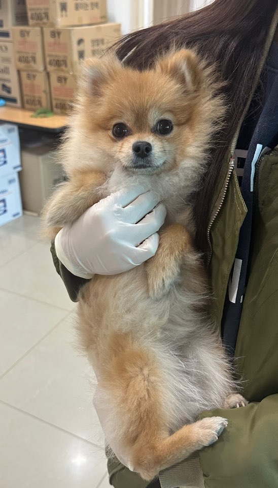 포메라니안 이미지 파일 입니다.