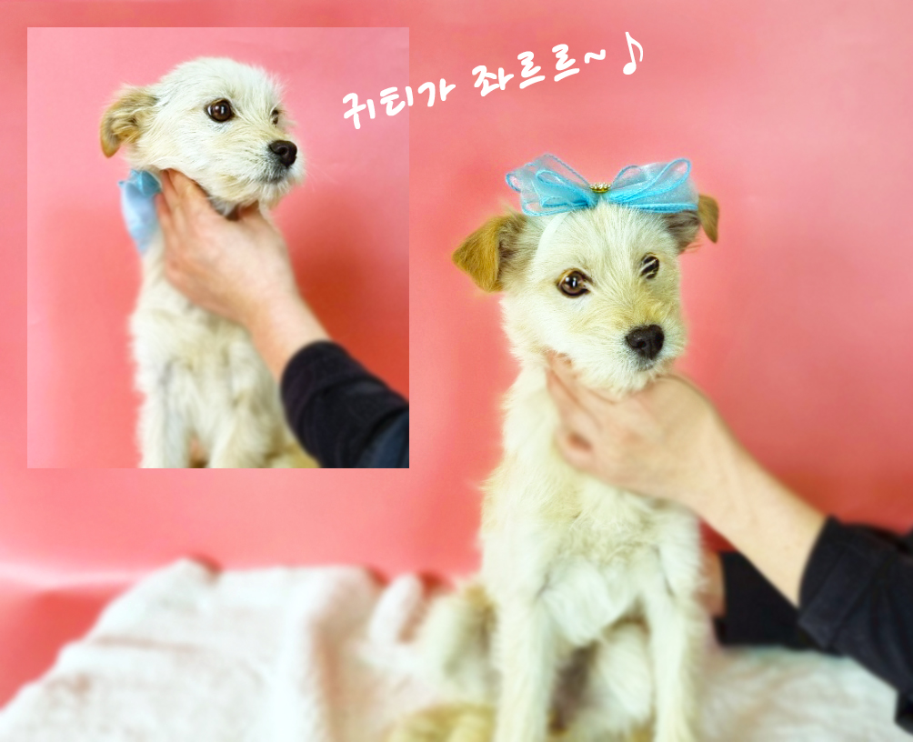 믹스견 이미지 파일 입니다.