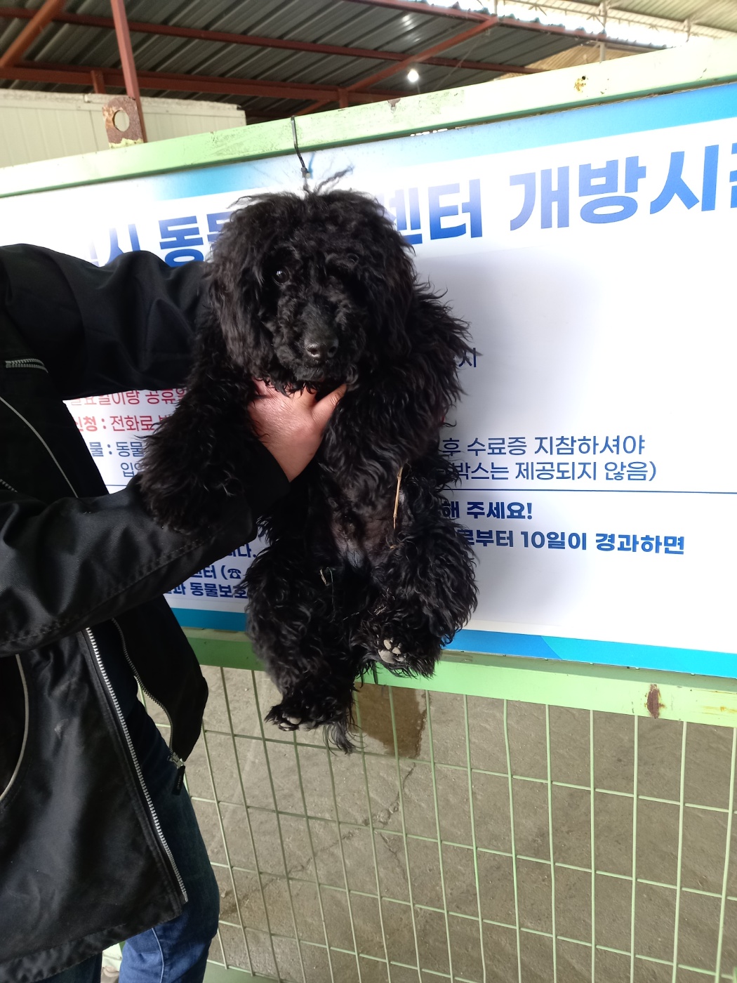 푸들 이미지 파일 입니다.
