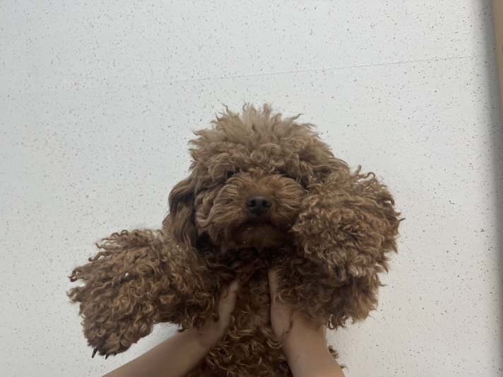 푸들 이미지 파일 입니다.