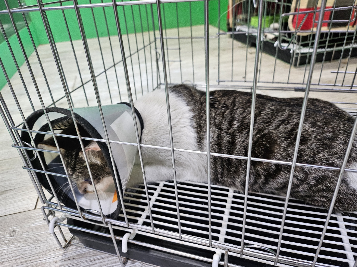 한국 고양이 이미지 파일 입니다.
