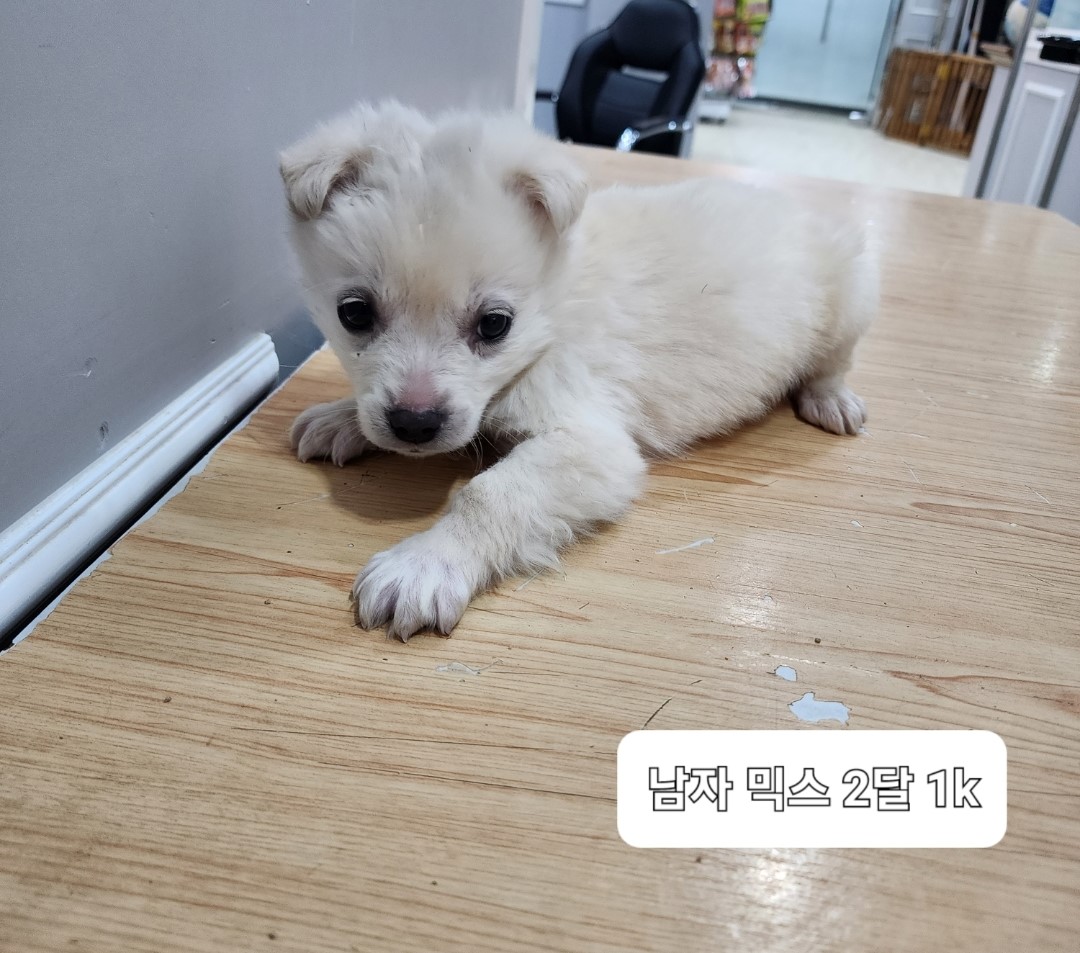 믹스견 이미지 파일 입니다.