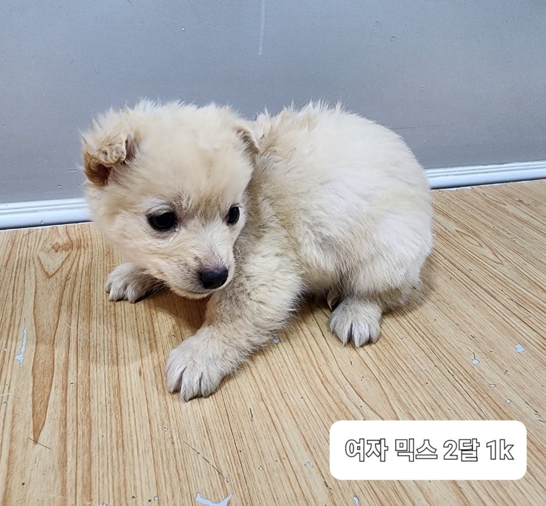 믹스견 이미지 파일 입니다.