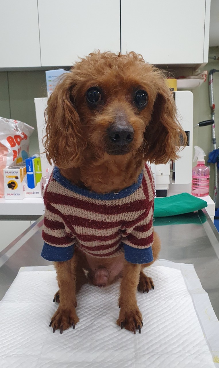 푸들 이미지 파일 입니다.