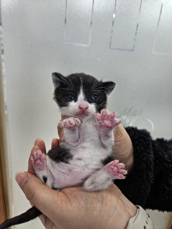 고양이 이미지 파일 입니다.