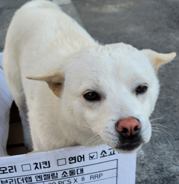 믹스견 이미지 파일 입니다.