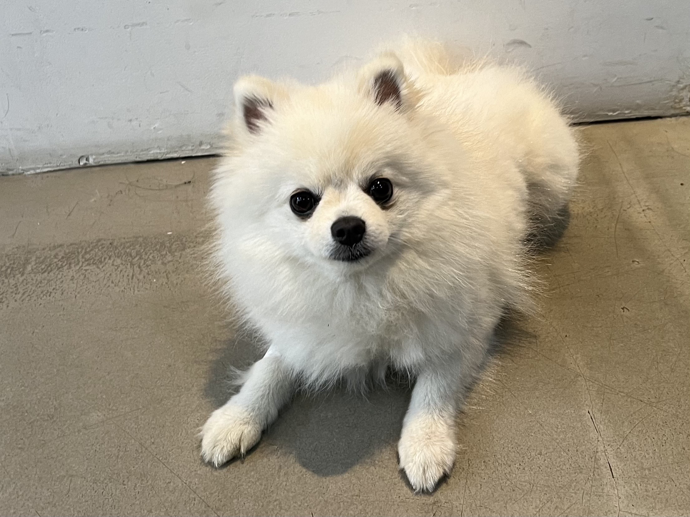 포메라니안 이미지 파일 입니다.