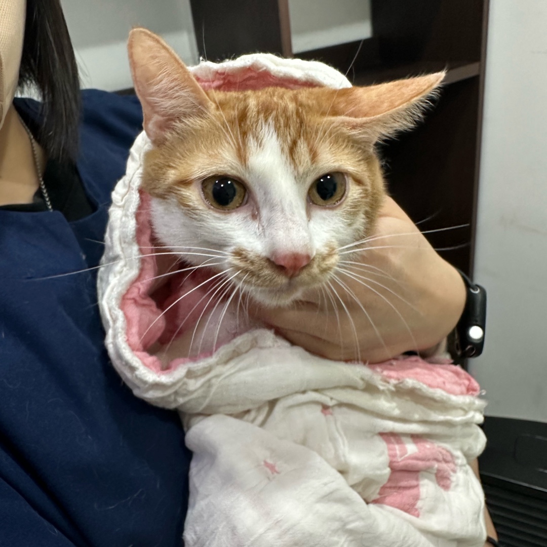 한국 고양이 이미지 파일 입니다.