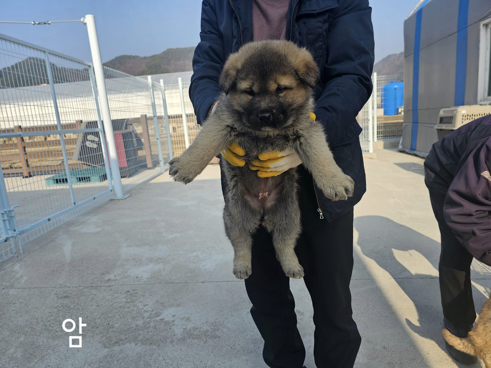 믹스견 이미지 파일 입니다.
