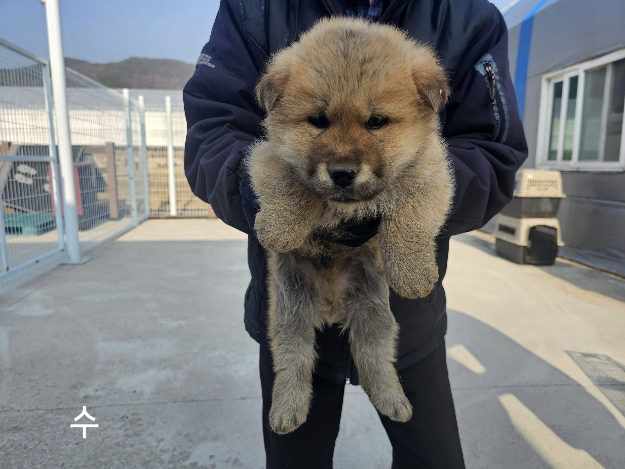 믹스견 이미지 파일 입니다.