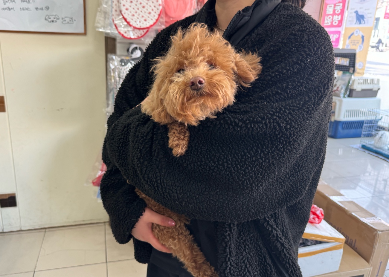 푸들 이미지 파일 입니다.