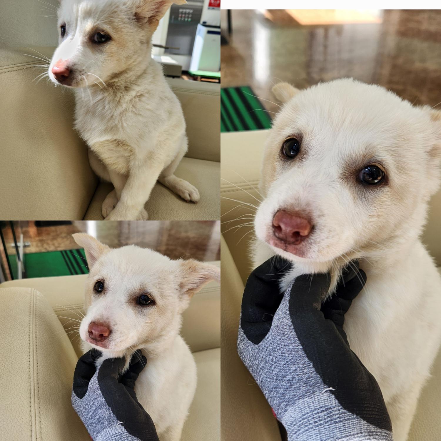 믹스견 이미지 파일 입니다.