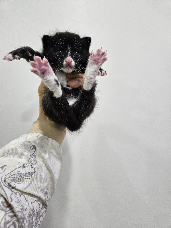 한국 고양이 이미지 파일 입니다.