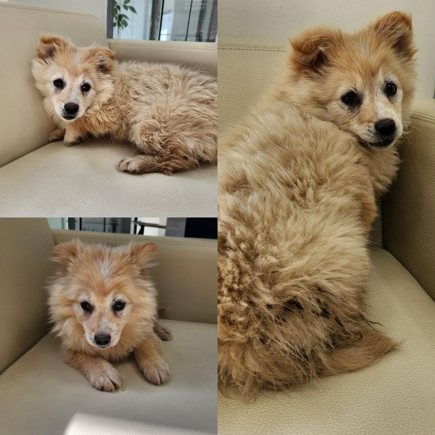 믹스견 이미지 파일 입니다.
