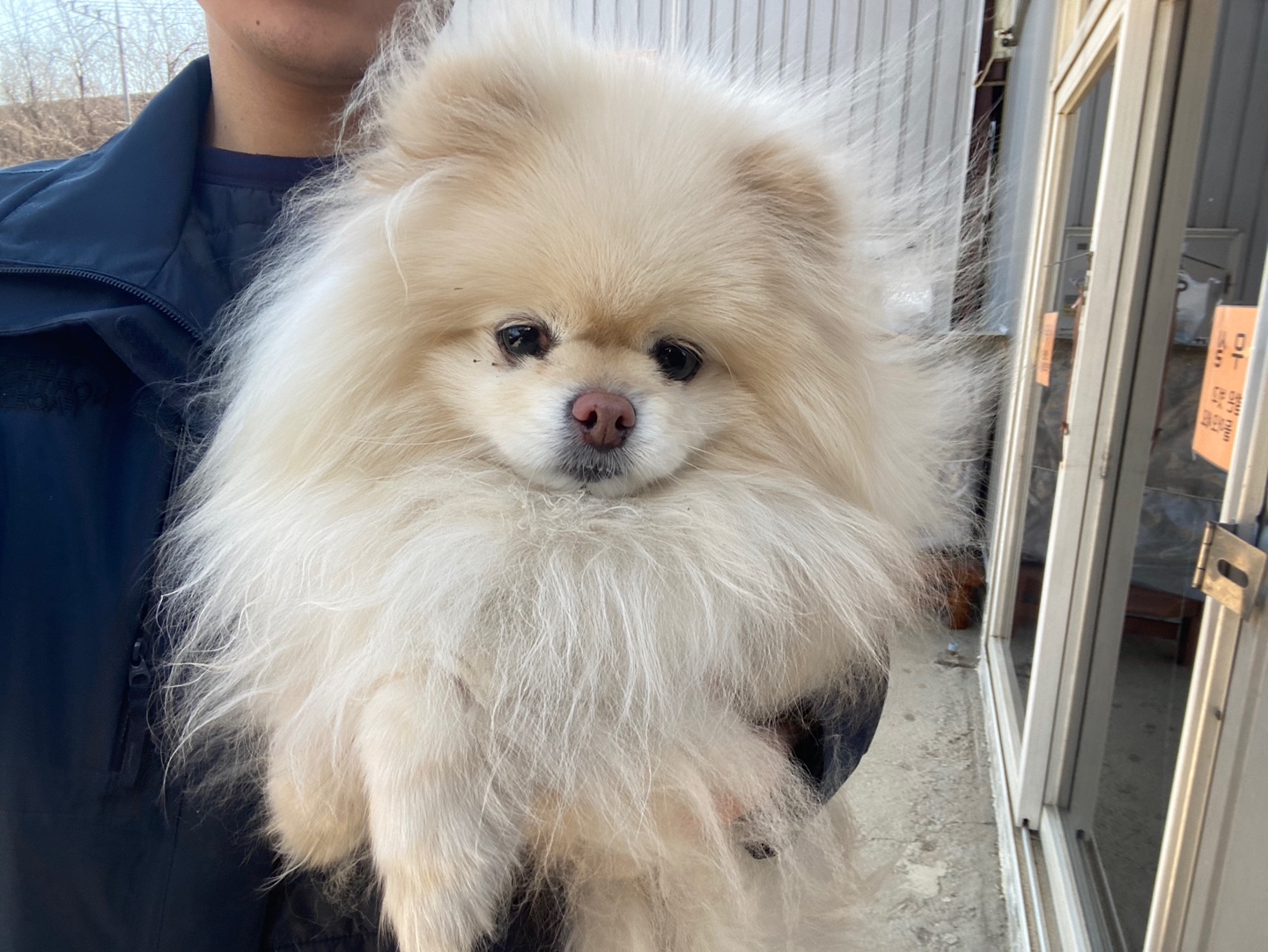 포메라니안 이미지 파일 입니다.