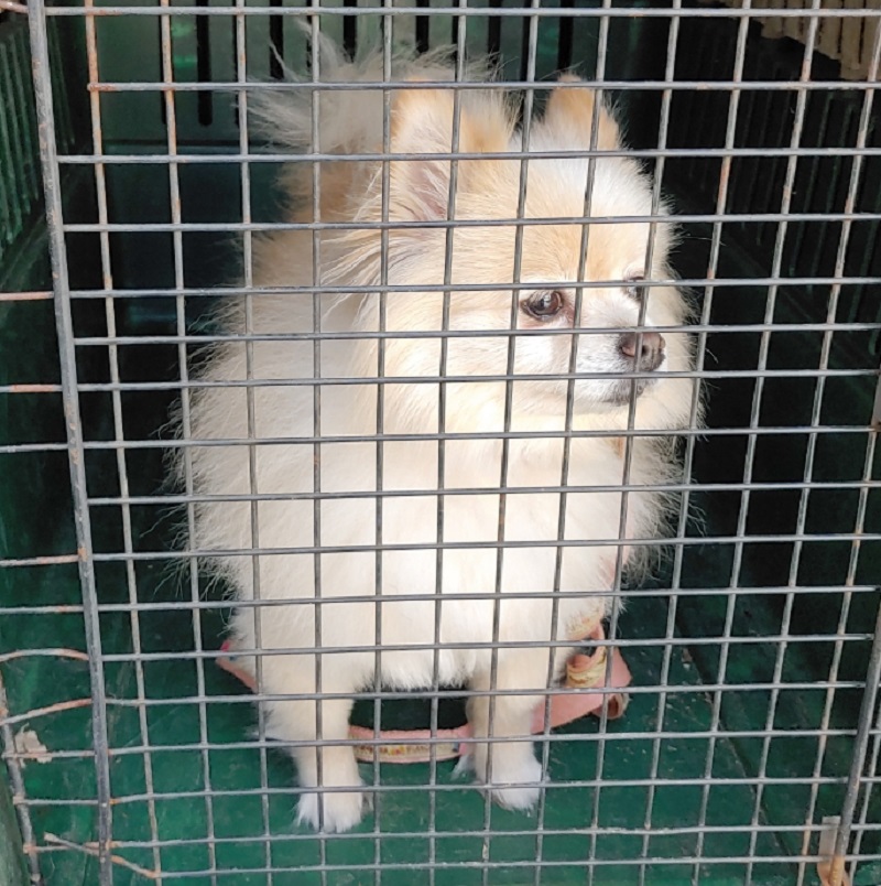 포메라니안 이미지 파일 입니다.