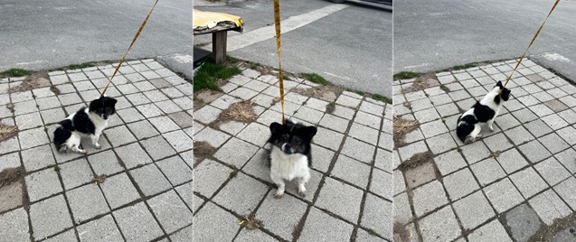 믹스견 이미지 파일 입니다.