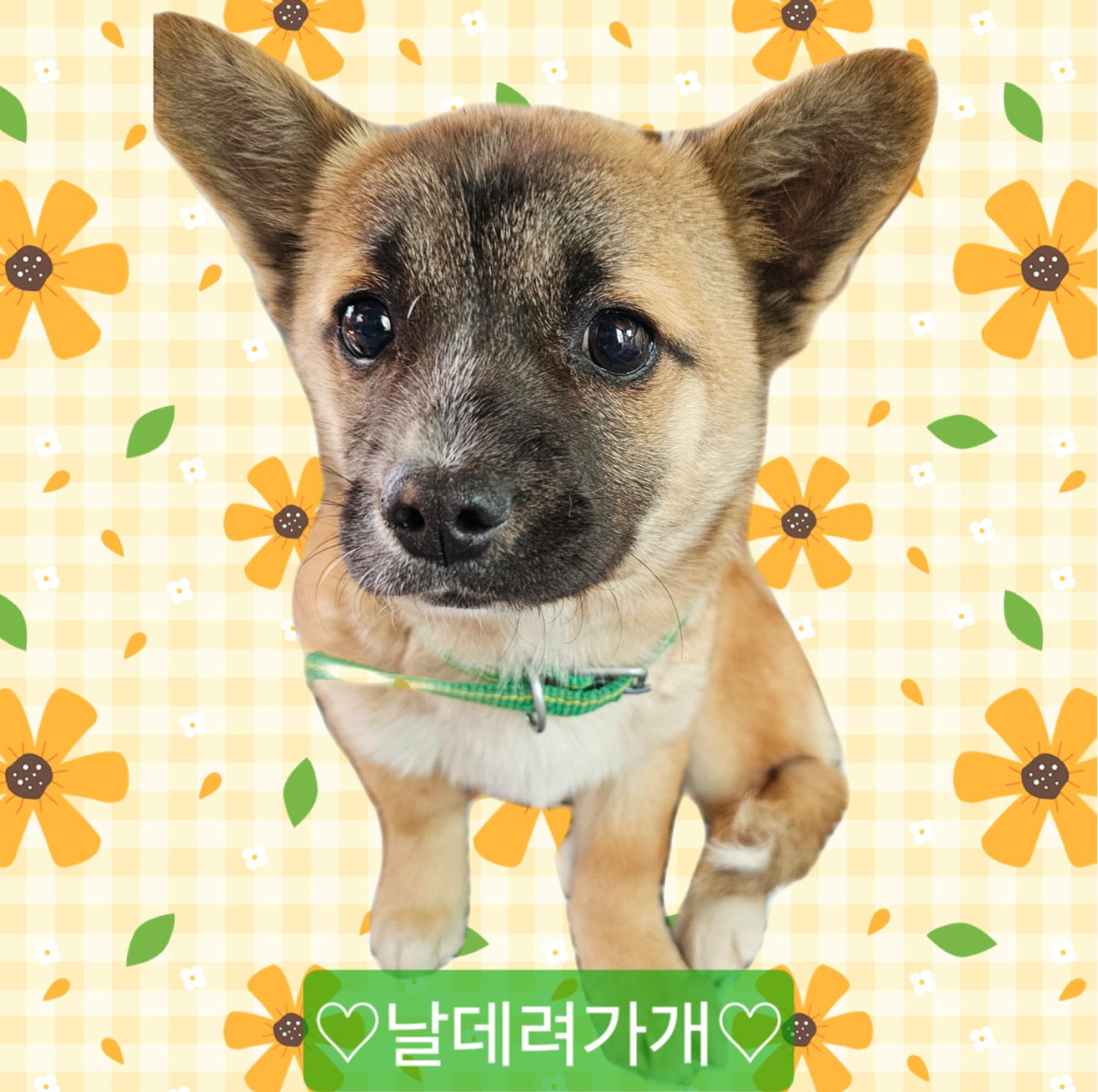 믹스견 이미지 파일 입니다.