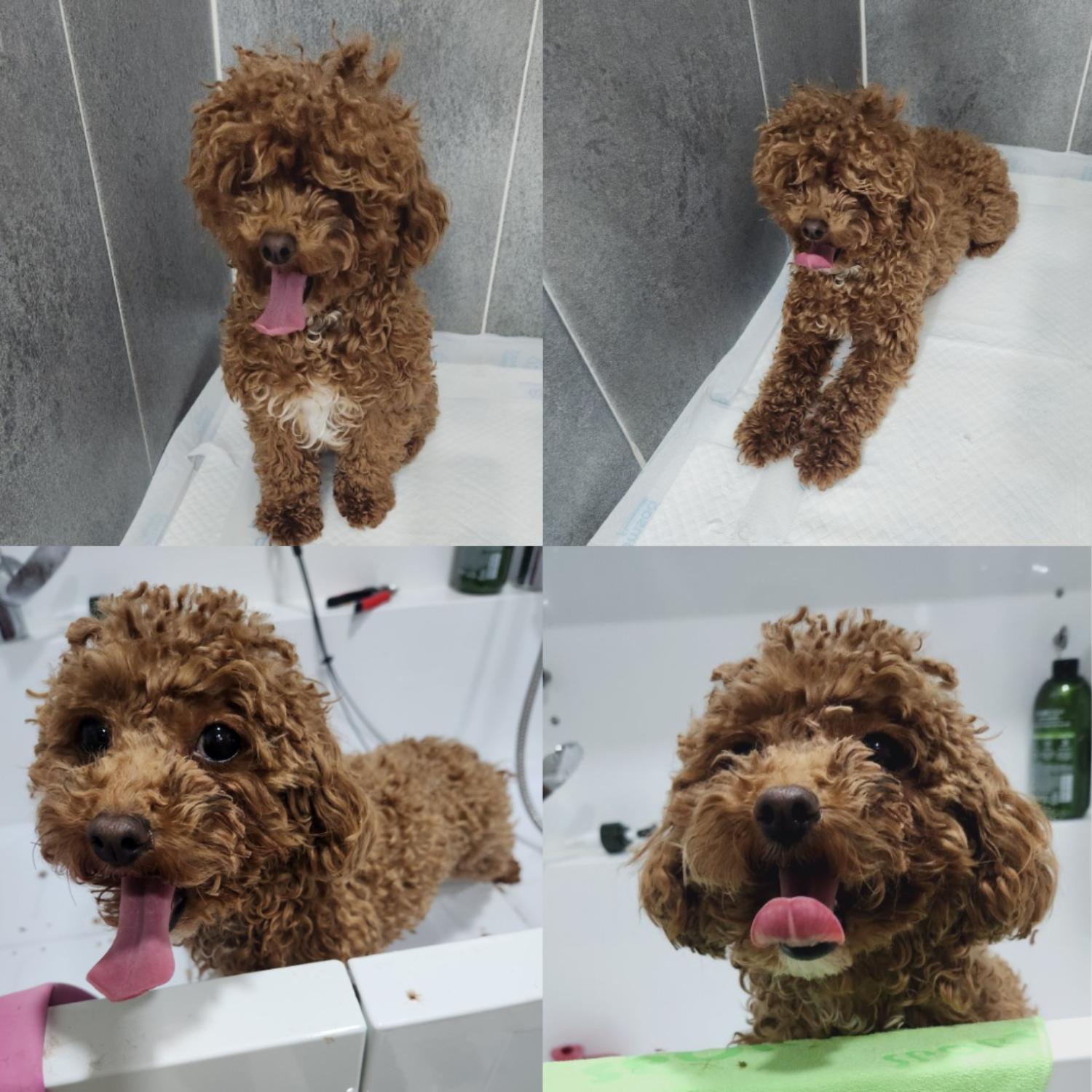푸들 이미지 파일 입니다.