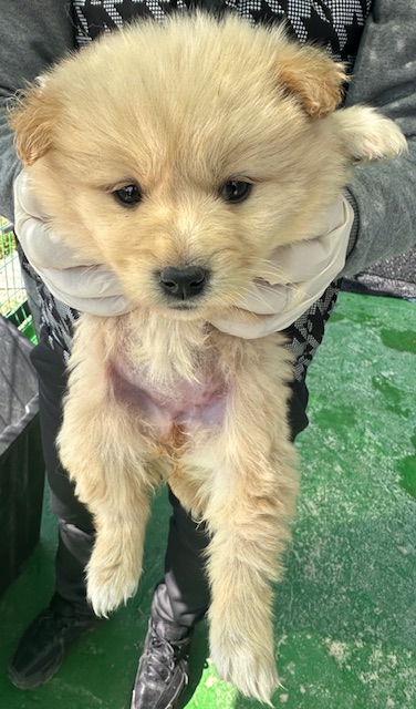 믹스견 이미지 파일 입니다.