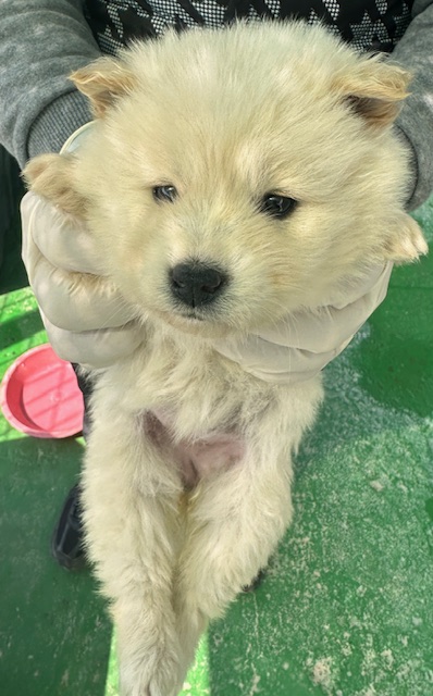 믹스견 이미지 파일 입니다.