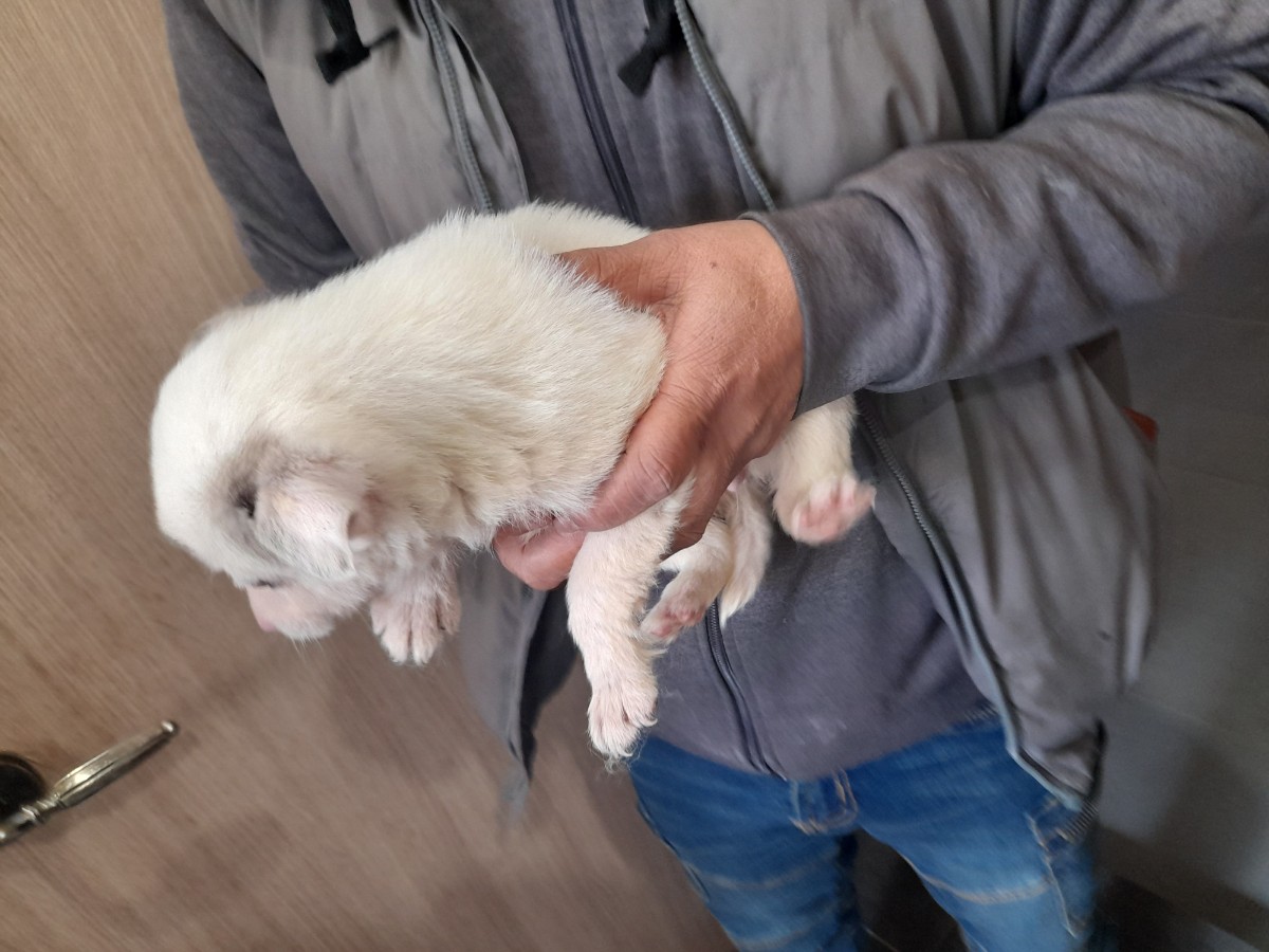 믹스견 이미지 파일 입니다.