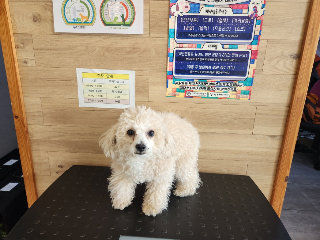 푸들 이미지 파일 입니다.