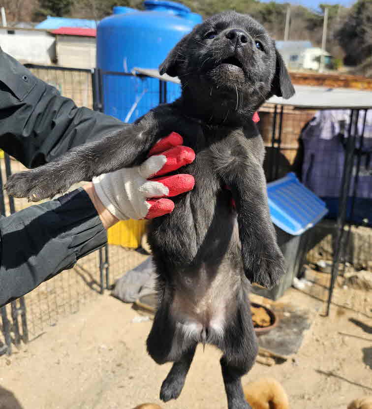 믹스견 이미지 파일 입니다.